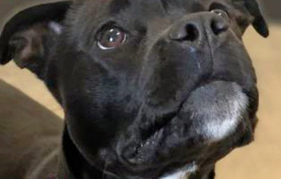 Cuteness overload: 4 adorable pups to adopt now in Cleveland