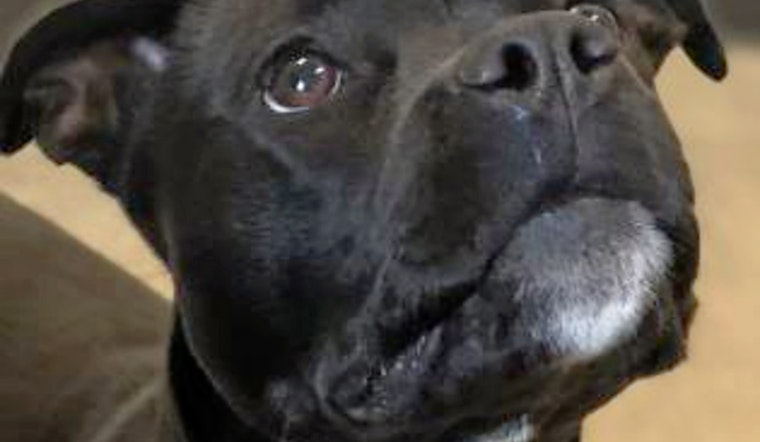 Cuteness overload: 4 adorable pups to adopt now in Cleveland