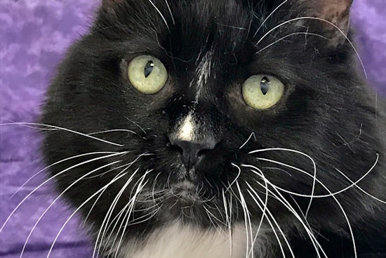 Cat-astrophically cute: 5 charming cats to adopt now in Colorado Springs