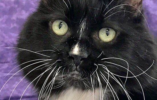 Cat-astrophically cute: 5 charming cats to adopt now in Colorado Springs