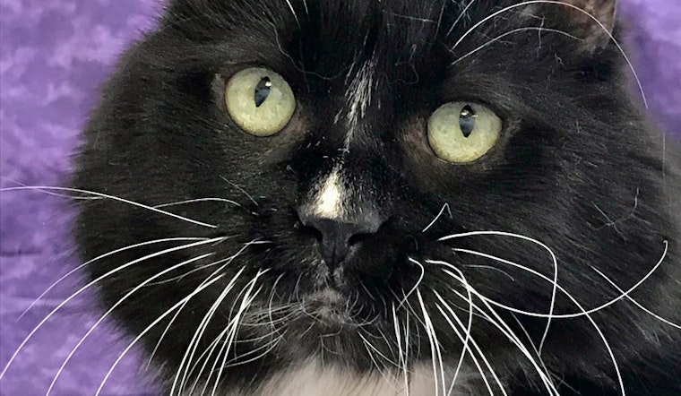 Cat-astrophically cute: 5 charming cats to adopt now in Colorado Springs