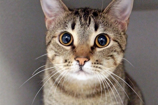 Breaking mews: 6 cool kitties to adopt now in Dallas