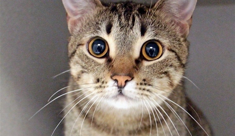 Breaking mews: 6 cool kitties to adopt now in Dallas