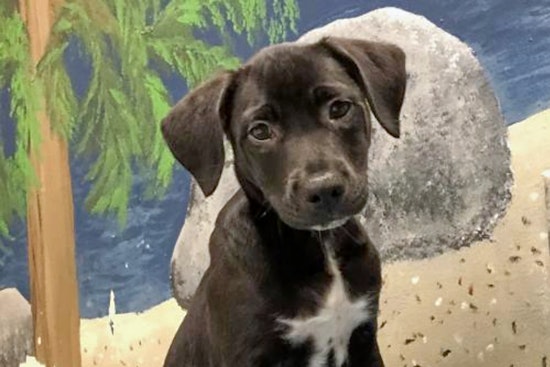 Seeking a forever home: 4 precious puppies near you to adopt now in Fresno
