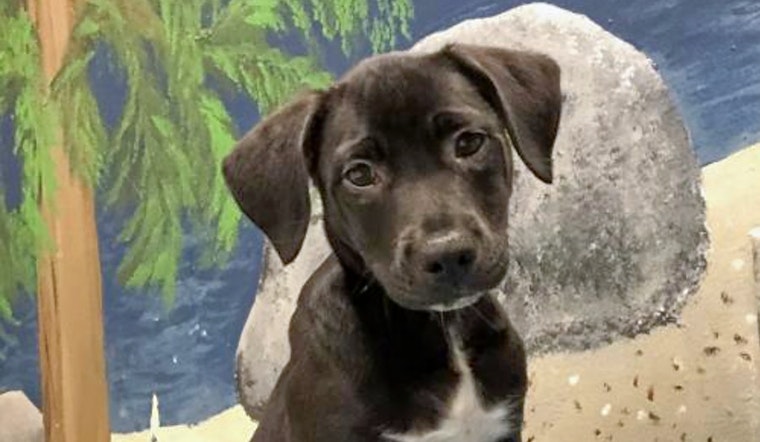 Seeking a forever home: 4 precious puppies near you to adopt now in Fresno