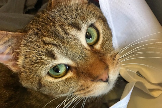 Cuteness overload: 7 cool kitties to adopt now in Louisville