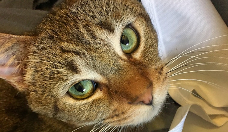 Cuteness overload: 7 cool kitties to adopt now in Louisville