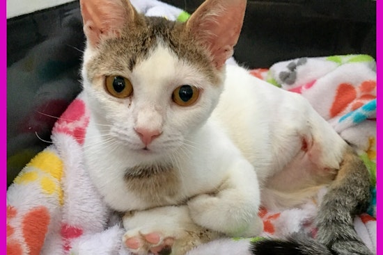Seeking a forever home: 5 lovable kitties to adopt now in Miami