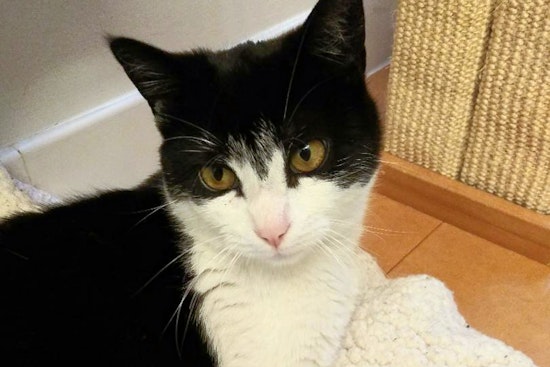 Cuteness overload: 7 cute-as-can-be kittens to adopt now in New York City