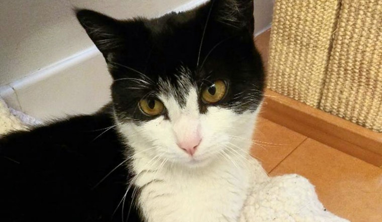 Cuteness overload: 7 cute-as-can-be kittens to adopt now in New York City