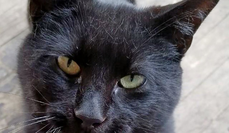 Cat-astrophically cute: 3 cute kitties to adopt now in Omaha