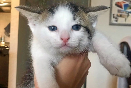 Cuteness overload: 5 cute-as-can-be kittens to adopt now in Phoenix