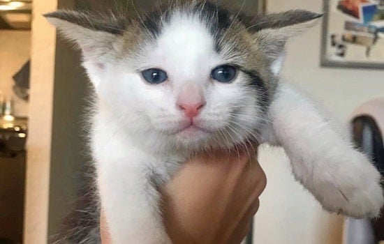 Cuteness overload: 5 cute-as-can-be kittens to adopt now in Phoenix