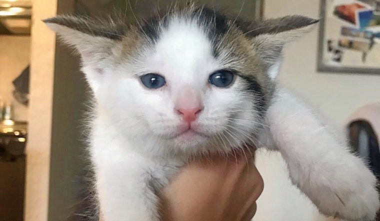 Cuteness overload: 5 cute-as-can-be kittens to adopt now in Phoenix