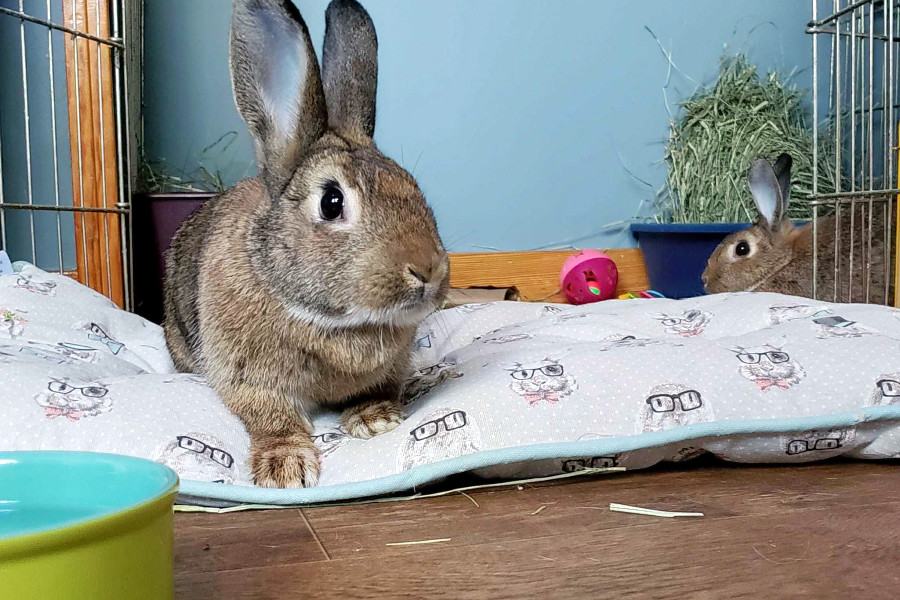 Daily dose of cute 5 charming rabbits to adopt now in Pittsburgh