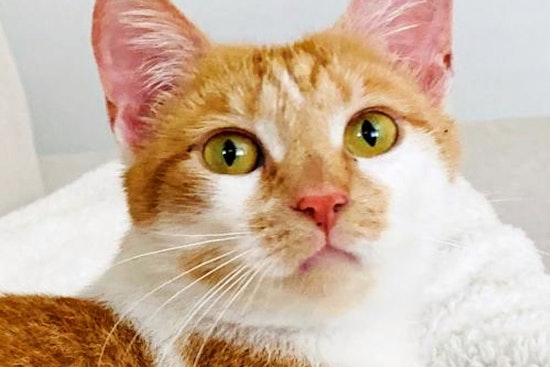 Seeking a forever home: 5 cool cats to adopt now in San Jose