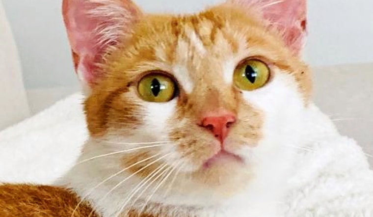 Seeking a forever home: 5 cool cats to adopt now in San Jose