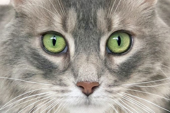 Breaking mews: 7 charming cats to adopt now in St. Louis