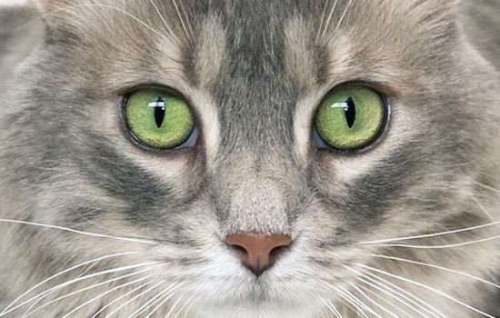 Breaking mews: 7 charming cats to adopt now in St. Louis