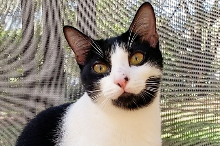 Breaking mews: 7 charming cats to adopt now in Tampa