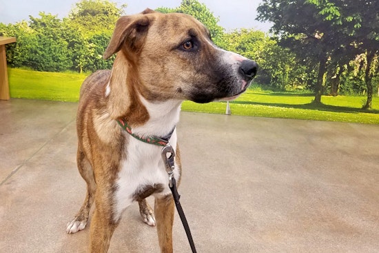 Cuteness overload: 7 lovable pups to adopt now in Tucson