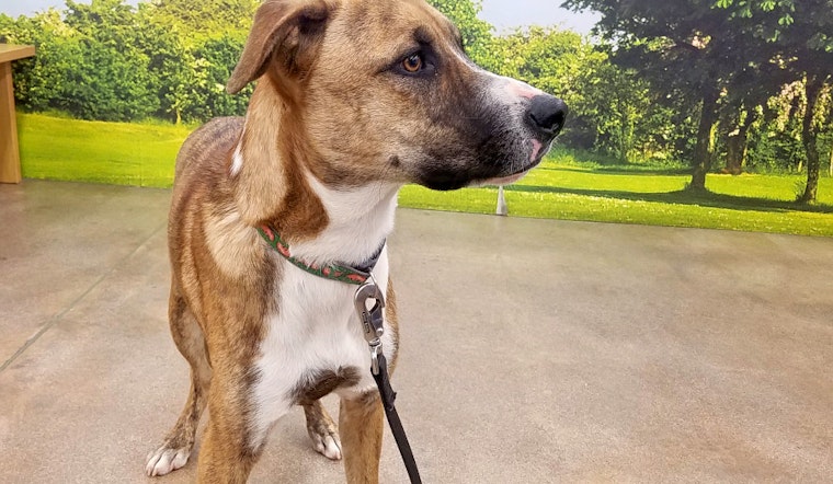 Cuteness overload: 7 lovable pups to adopt now in Tucson