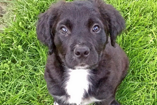 Puppies in Baltimore looking for their furr-ever homes