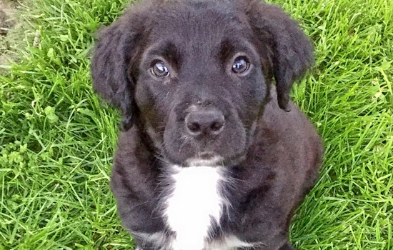 Puppies in Baltimore looking for their furr-ever homes
