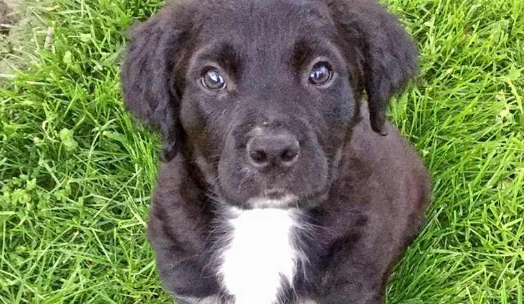 Puppies in Baltimore looking for their furr-ever homes