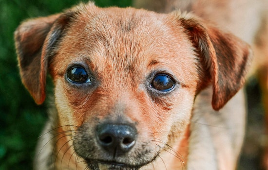 Dogs in Cincinnati looking for their furr-ever homes