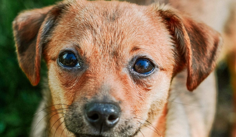 Dogs in Cincinnati looking for their furr-ever homes