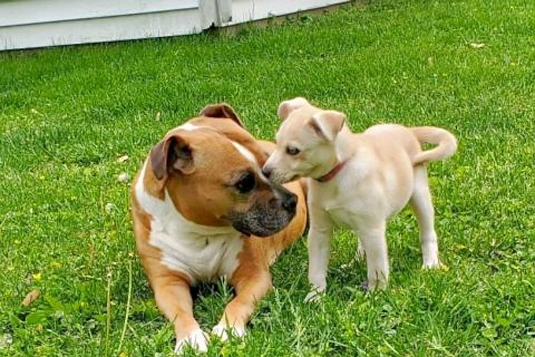 Puppies in Louisville looking for their furr-ever homes