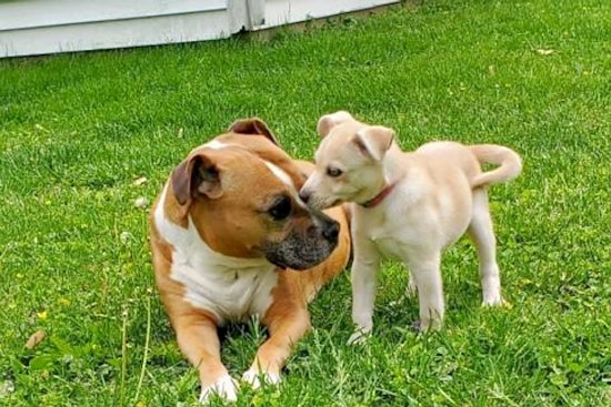 Puppies in Louisville looking for their furr-ever homes
