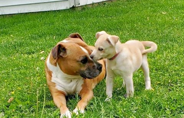 Puppies in Louisville looking for their furr-ever homes