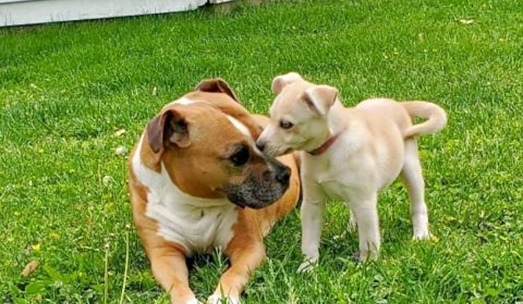 Puppies in Louisville looking for their furr-ever homes