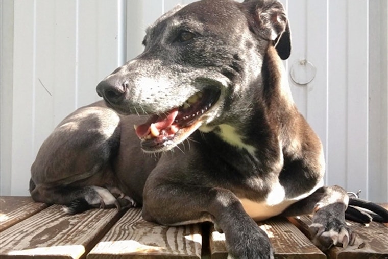 Dogs in Raleigh looking for their furr-ever homes
