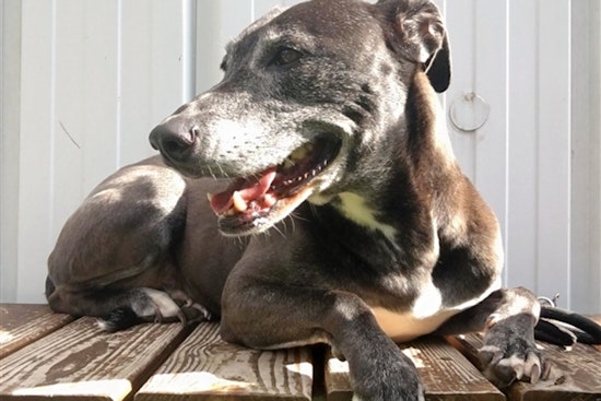 Dogs in Raleigh looking for their furr-ever homes