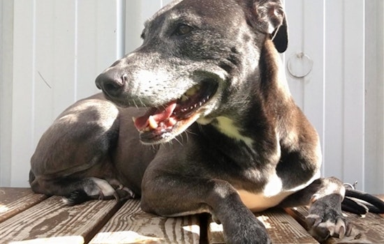 Dogs in Raleigh looking for their furr-ever homes