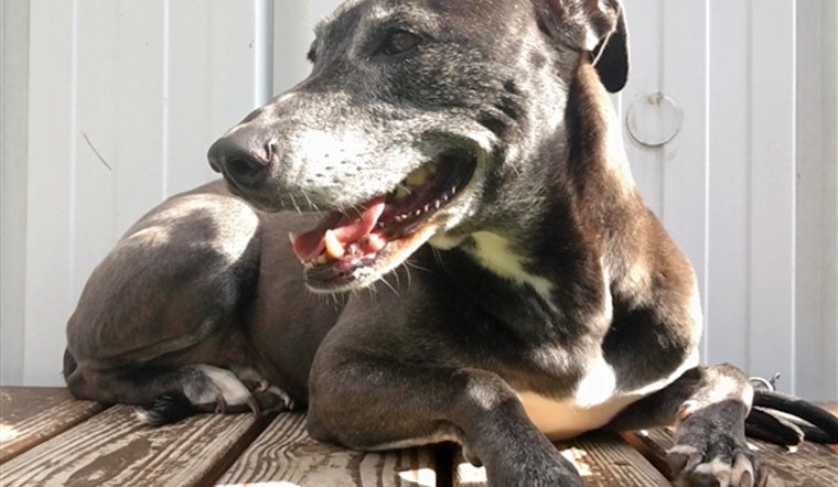 Dogs in Raleigh looking for their furr-ever homes