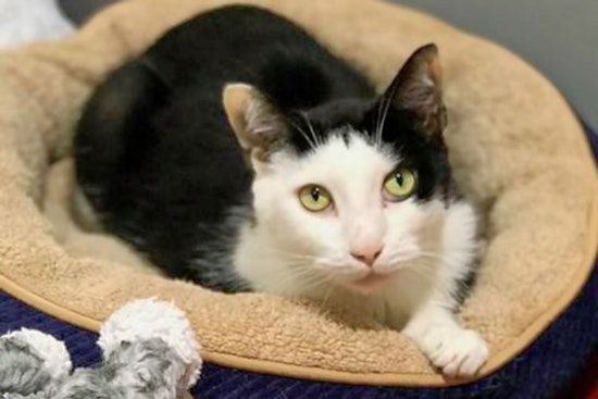 Cats in Jacksonville looking for their furr-ever homes