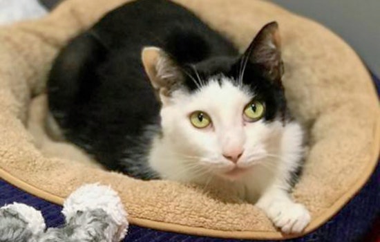 Cats in Jacksonville looking for their furr-ever homes