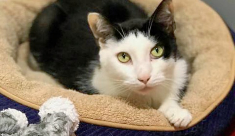 Cats in Jacksonville looking for their furr-ever homes
