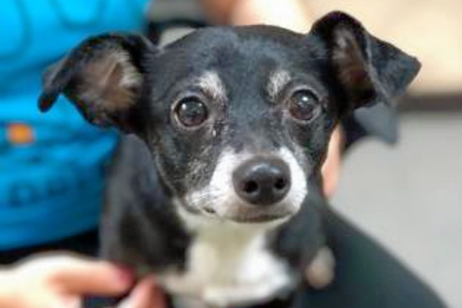 Dogs in Orlando looking for their furrever homes