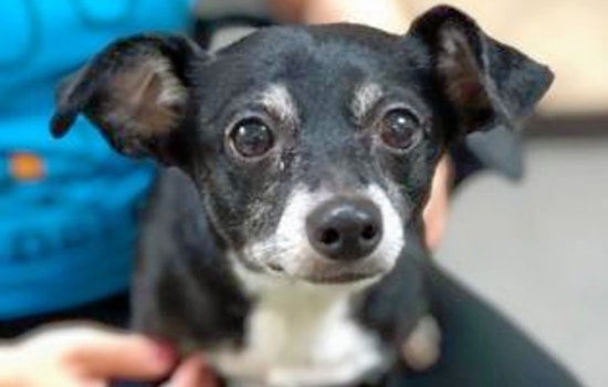 Dogs in Orlando looking for their furr-ever homes