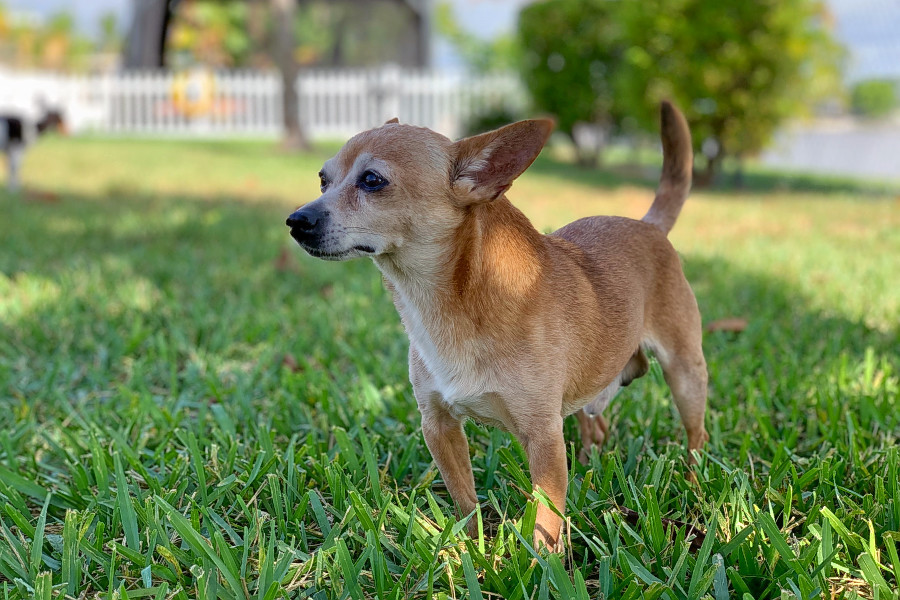 Dogs in Miami looking for their furrever homes