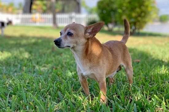 Dogs in Miami looking for their furr-ever homes