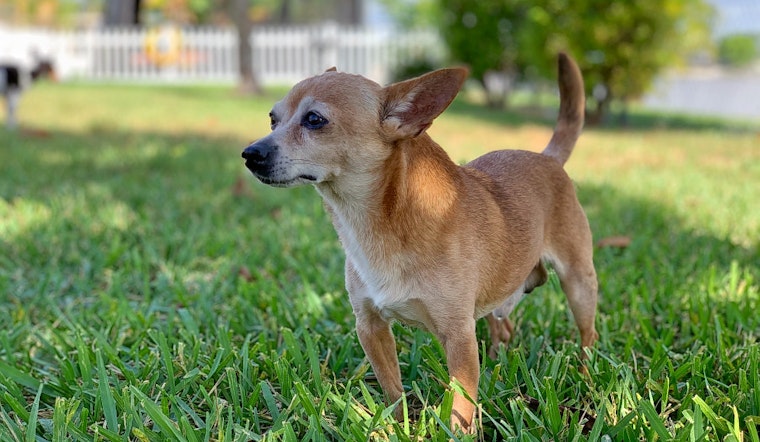 Dogs in Miami looking for their furr-ever homes