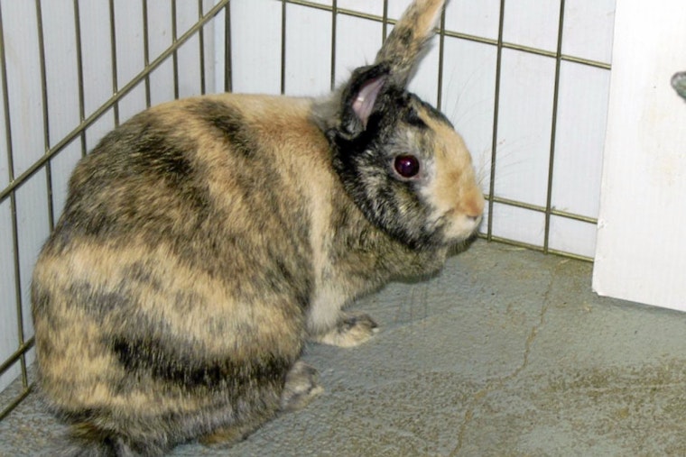 Rabbits in Indianapolis looking for their furr-ever homes