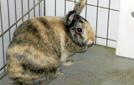 Rabbits in Indianapolis looking for their furr-ever homes
