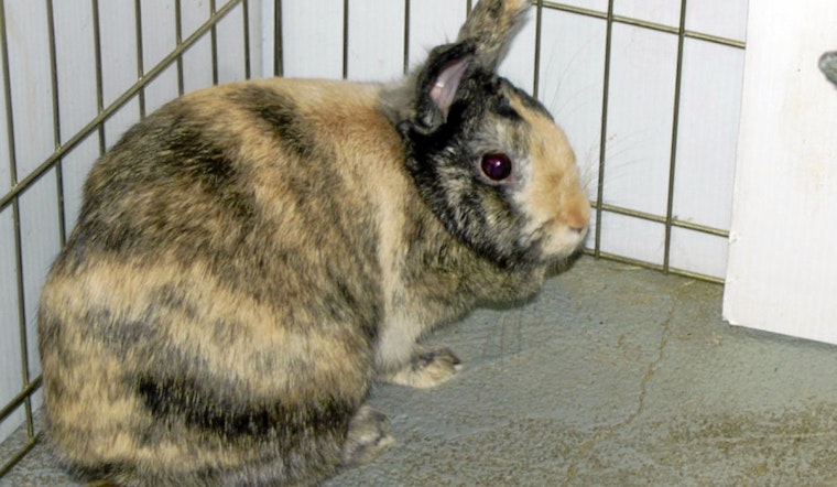 Rabbits in Indianapolis looking for their furr-ever homes